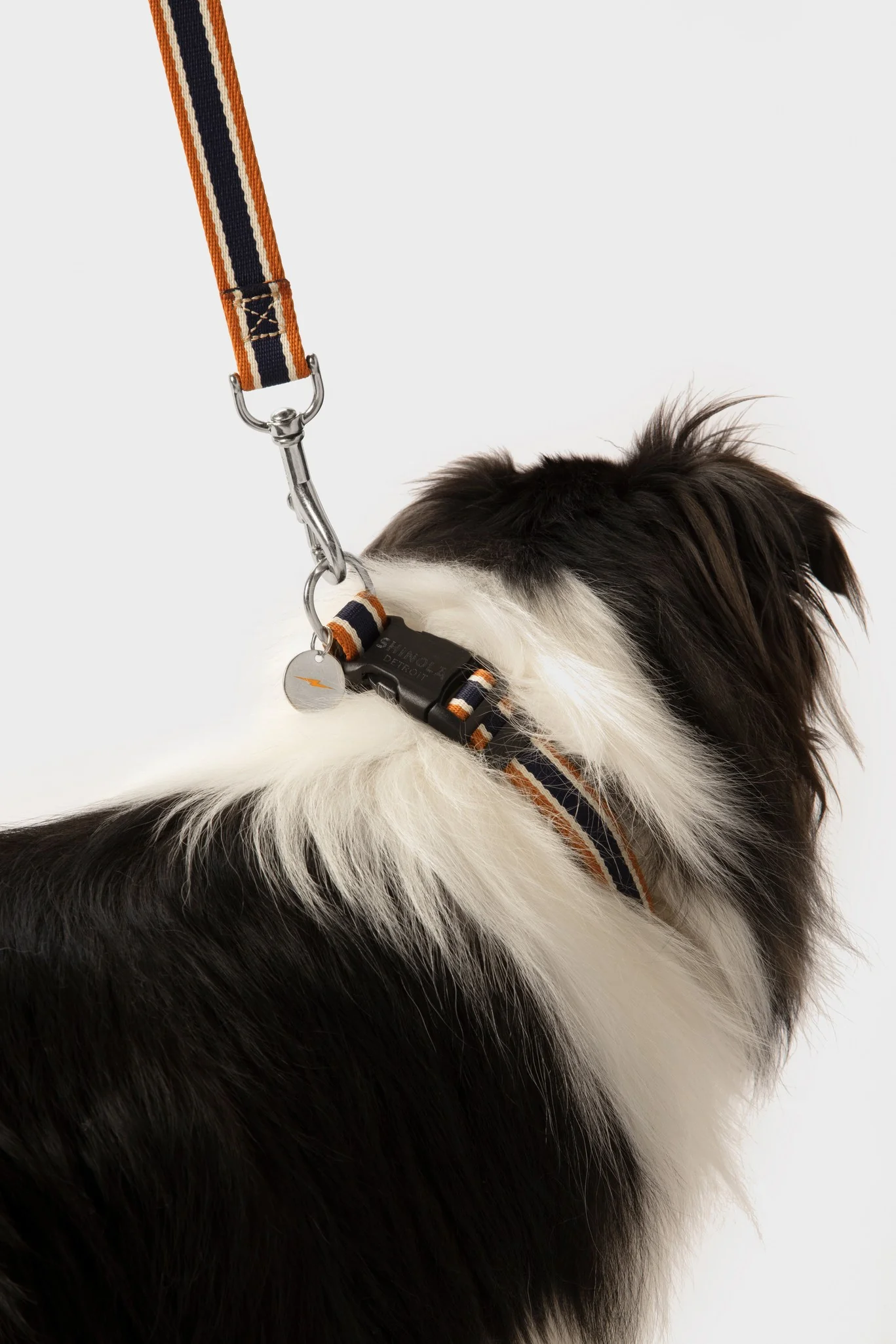 Nylon Dog Collar - Brand Stripe - Image 6